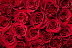 Red roses