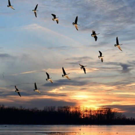 Twelve Canadian geese flying over a lake in a V formation at sunset with trees in the background.