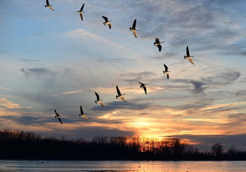 Twelve Canadian geese flying over a lake in a V formation at sunset with trees in the background.
