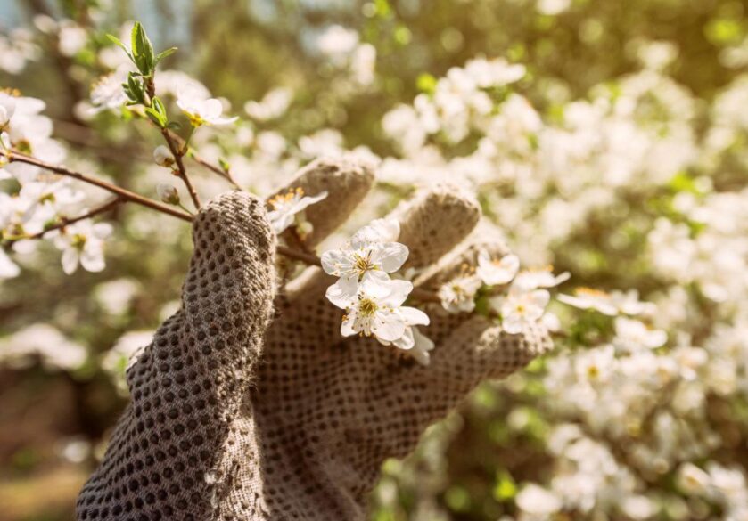 Gardener and blooming cherry tree branch