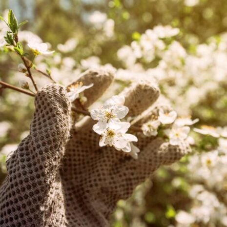 A private domestic gardener and blooming cherry tree branch, hand in glove examining flower development.