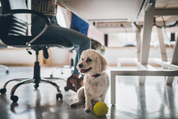 Cute white poodle dog in the office under the table