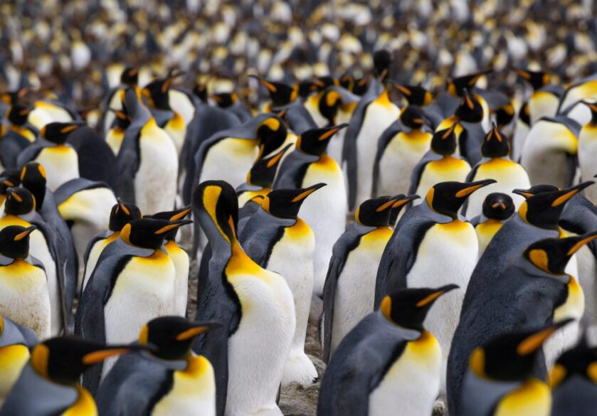 A multitude of King penguins