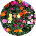 Amber D'Amato profile picture